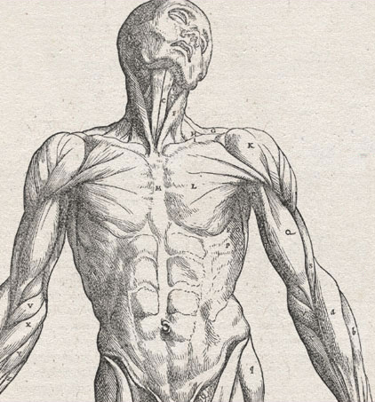 Frontal view of a flayed corpse with its head tilted back to the left displaying the muscles of the front of the body.