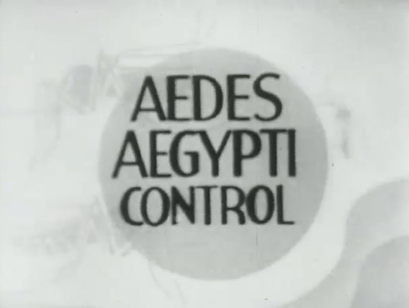 Title card showing the words "Aedes Aegypti Control"